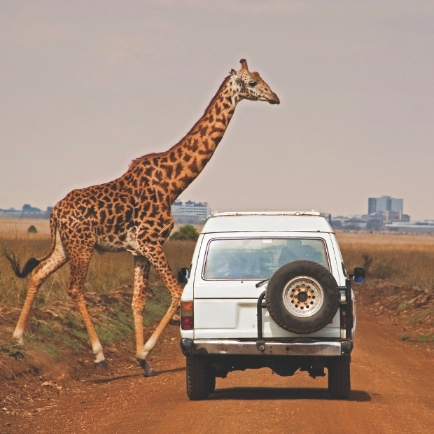 Giraffe Safari Drive