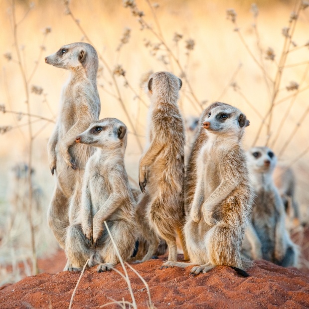 Meerkats